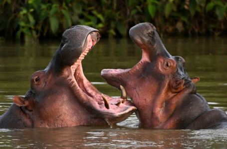 Hipopotamii lui Escobar, un flagel în Columbia, ”pot ataca în orice moment”