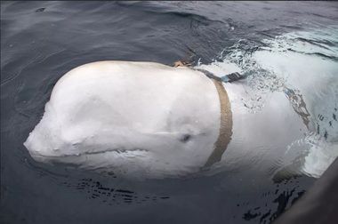 Beluga-spion a Rusiei a fost reperată pe coasta de vest a Suediei