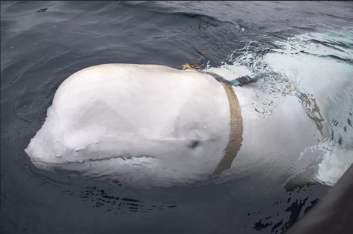 Beluga-spion a Rusiei a fost reperată pe coasta de vest a Suediei