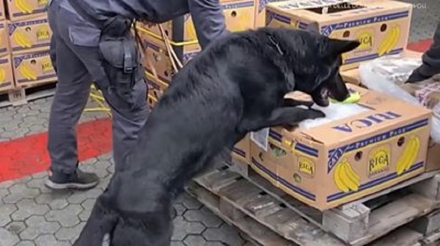 Poliţia greacă a găsit cocaină în valoare de 3,2 milioane de euro în containere cu banane
