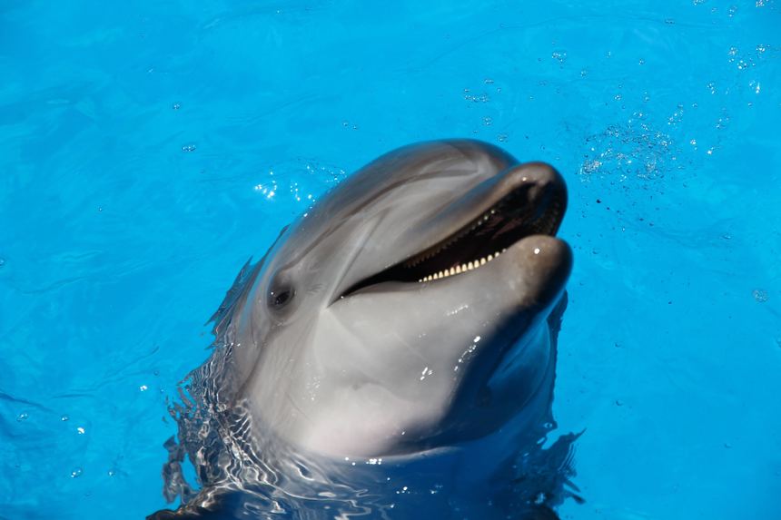 Japonia: Înotători răniţi în urma atacurilor unor delfini 