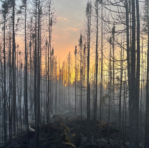 Canada: Pilotul unui elicopter care intervenea pentru stingerea incendiilor de vegetaţie a murit după prăbuşirea aparatului de zbor