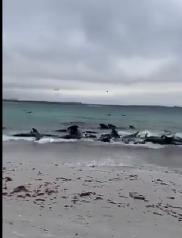 51 de balene, moarte după ce au eşuat pe o plajă în Australia de Vest