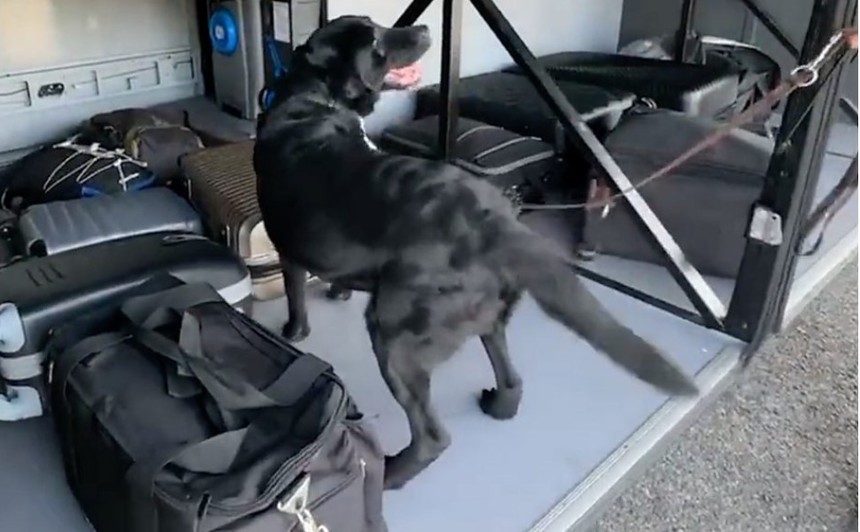 Momentul în care un câine poliţist descoperă un milion de euro ascunşi în două valize - VIDEO