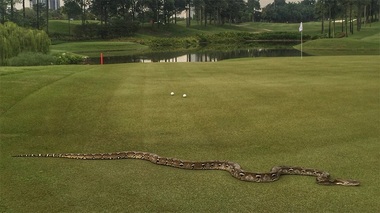SUA - Concurs de ucidere a pitonilor birmanezi în Florida. Unii şerpi sunt suficient de mari pentru a devora un aligator