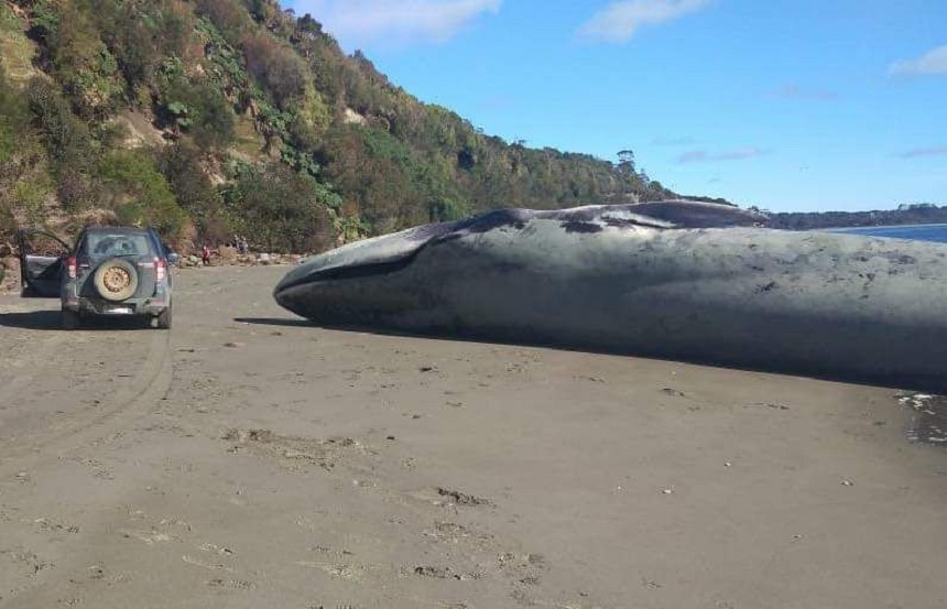 O balenă albastră a eşuat pe o plajă din Chile 