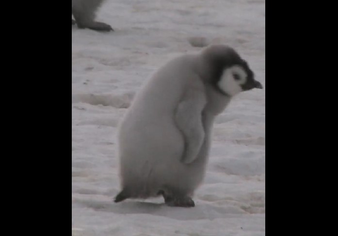 Mii de pui de pinguin imperial au murit în Antarctica în urma ruperii gheţii - VIDEO