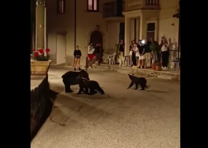 Indignare în Italia, după ce o ursoaică cu doi pui care îşi făcuse apariţia într-un orăşel a fost împuşcată mortal - VIDEO