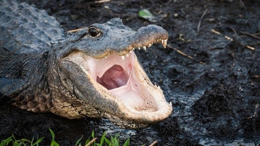 Rămăşite umane găsite în gura unui aligator în Florida