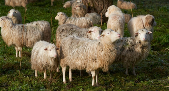Un cârd de oi devorează la Almyros, în Grecia, în lipsa ierbii, o întreagă recoltă de canabis medical
