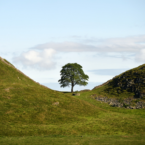 Un copac emblematic din Marea Britanie, tăiat într-un ”act intenţionat de vandalism” - FOTO