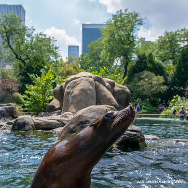 Un leu de mare ieşit a pentru scurt timp din spaţiul amenajat în incinta grădinii zoologice din Central Park, din cauza inundaţiilor din New York