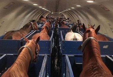 Un cal scapă din boxă într-un avion şi obligă pilotul să se întoarcă pe Aeroportul Internaţional John F. Kennedy, la New York. ”Nu reuşim să încuiem calul”, a anunţat pilotul controlul aerian. Avionul a ajuns la Liège, în Belgia, în dimineaţa următoare
