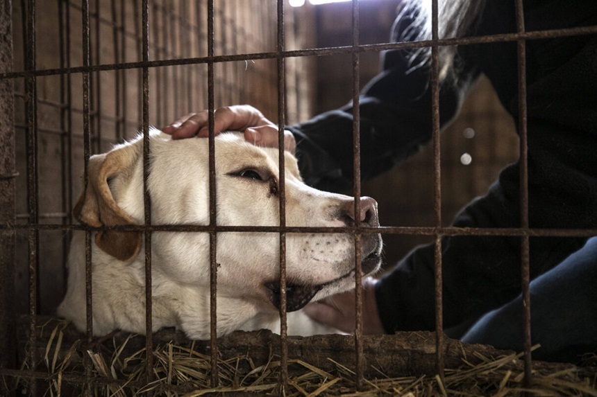 Coreea de Sud doreşte să interzică consumul cărnii de câine, pentru a pune capăt controversei legată de acest obicei străvechi