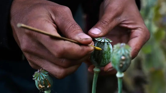 Myanmarul detronează Afganistanul şi devine primul producător mondial de opiu în 2023, arată ONU într-un raport