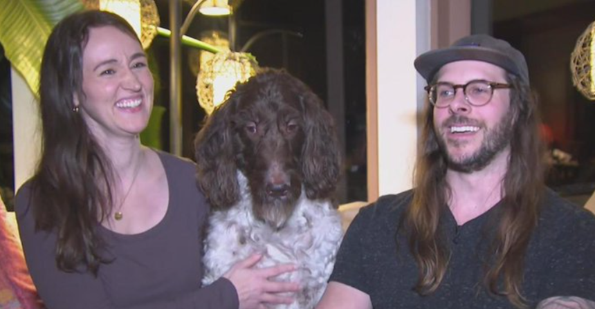 Un câine goldendoodle din Pittsburgh, Cecil, în vârstă de şapte ani, mănâncă 4.000 de dolari puşi de o parte de stăpânii săi. Clayton şi Carrie Law recuperează după câteva zile 3.500 de dolari