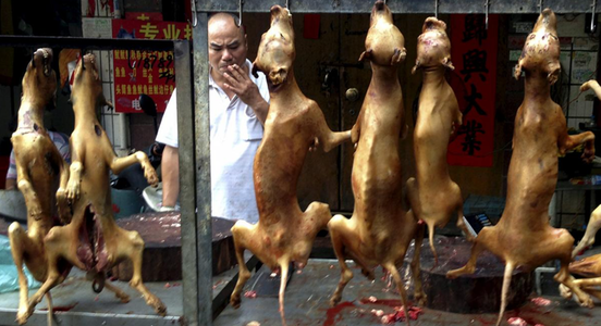 Coreea de Sud adoptă un proiect de lege prin care pune capăt, peste trei ani, comerţului cu carne de câine, o veche tradiţie culinară. El prevede pedepse privind creşterea, vânzarea şi abatorizarea câinilor de până la trei ani de închisoare şi o amendă de
