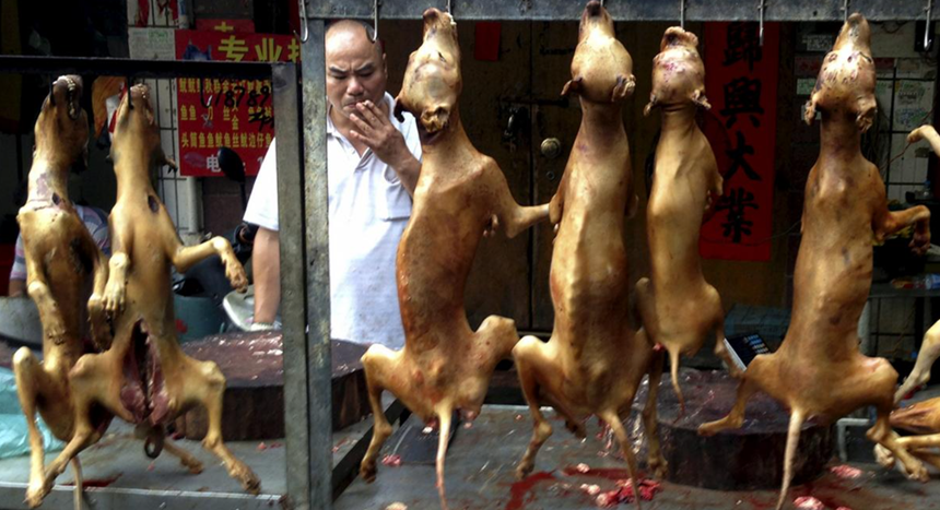 Coreea de Sud adoptă un proiect de lege prin care pune capăt, peste trei ani, comerţului cu carne de câine, o veche tradiţie culinară. El prevede pedepse privind creşterea, vânzarea şi abatorizarea câinilor de până la trei ani de închisoare şi o amendă de până la 20.800 de euro