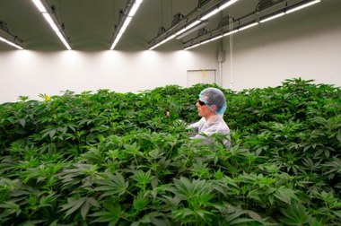 Germania legalizează posesia de canabis pentru uz personal