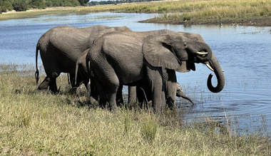 Preşedintele din Botswana ameninţă că va trimite 20.000 de elefanţi în Germania