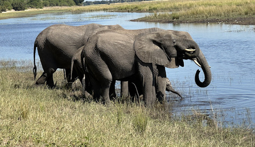 Preşedintele din Botswana ameninţă că va trimite 20.000 de elefanţi în Germania