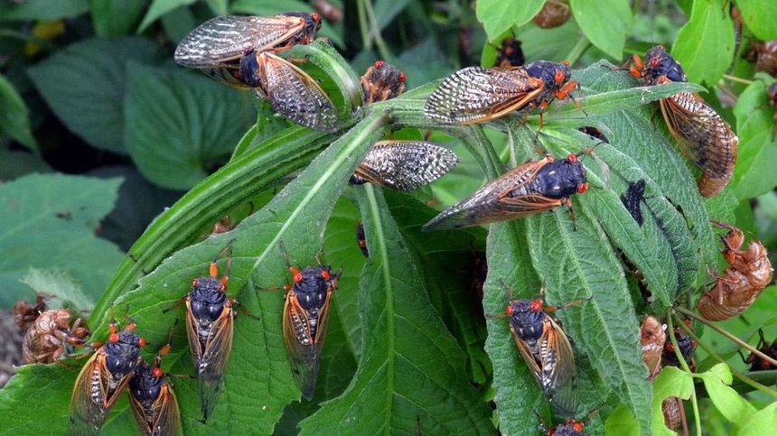 Cicadele au devenit atât de zgomotoase într-un comitat din Carolina de Sud, încât localnicii au chemat poliţia. Aceste insecte sunt o ciudăţenie a naturii, iar o boală cu transmitere sexuală le poate transforma în "zombi" - VIDEO