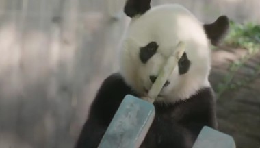 Beijingul trimite doi noi "panda-sadori" la Washington