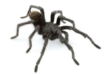 Autorităţile din Peru au depistat un transport ilegal cu tarantule şi miriapode