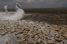 Seceta din Mexic seacă un lac şi omoară mii de peşti