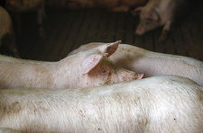 China anunţă o anchetă antidumping cu privire la importuri de porc din UE