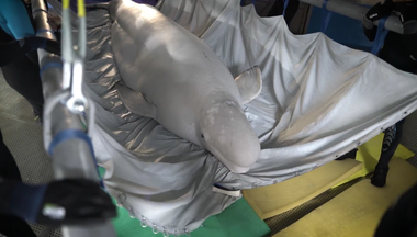 Două beluga evacuate din Ucraina au ajuns în Spania - VIDEO