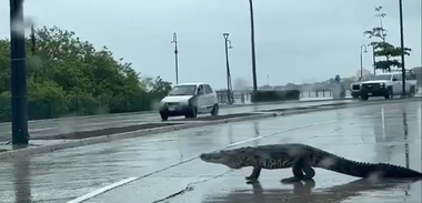 Cel puţin 200 de crocodili au ajuns în oraşe în urma ploilor abundente care au lovit nordul Mexicului, în apropiere de Texas