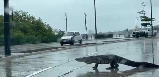 Cel puţin 200 de crocodili au ajuns în oraşe în urma ploilor abundente care au lovit nordul Mexicului, în apropiere de Texas