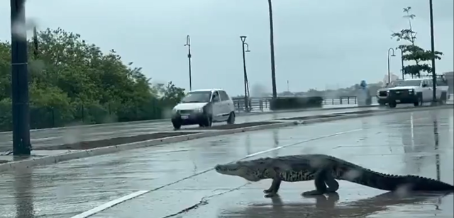 Cel puţin 200 de crocodili au ajuns în oraşe în urma ploilor abundente care au lovit nordul Mexicului, în apropiere de Texas Cel puţin 200 de crocodili au ajuns în oraşe în urma ploilor abundente care au lovit nordul Mexicului, în apropiere de Texas