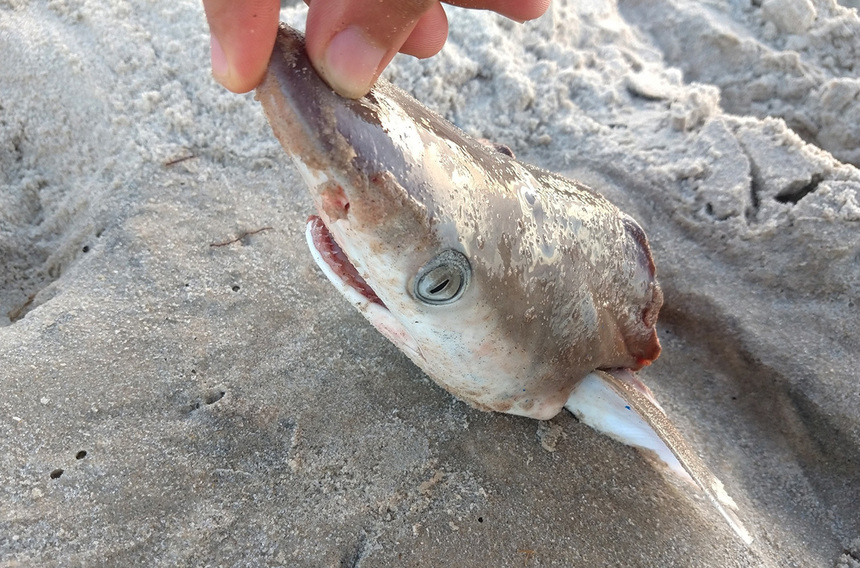 Rechinii din largul coastelor Braziliei au fost testaţi pozitiv la cocaină