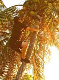 De ce nuca de cocos a devenit un simbol de susţinere pentru Kamala Harris şi ce înseamnă că e "brat"