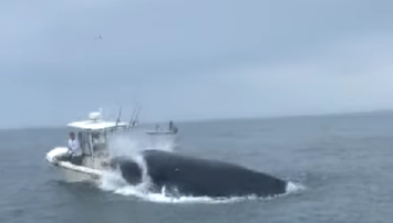 SUA - O balenă care se dezlănţuie a răsturnat o barcă şi a trimis două persoane peste bord - VIDEO
