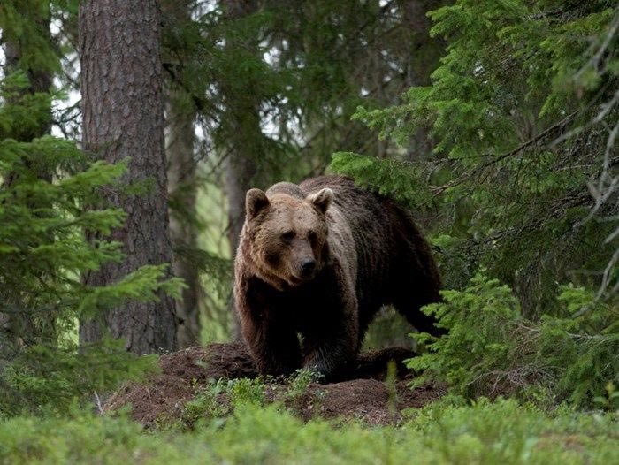 Vânătorii suedezi au ucis peste 150 de urşi bruni în primele zile ale sacrificării lor anuale