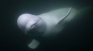Beluga ”Hvaldimir”, suspectată că ar fi un spion rus, găsită moartă în sud-vestul Norvegiei