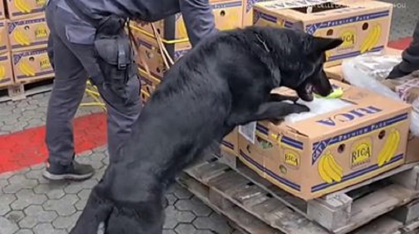 Peste 40 kg de cocaină găsite în livrările de banane către magazine ale unui lanţ de supermarketuri din Franţa