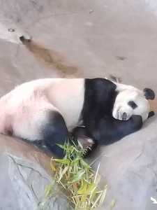 O grădină zoologică din Finlanda va da înapoi Chinei doi panda uriaşi, dând vina pe inflaţie - FOTO, VIDEO