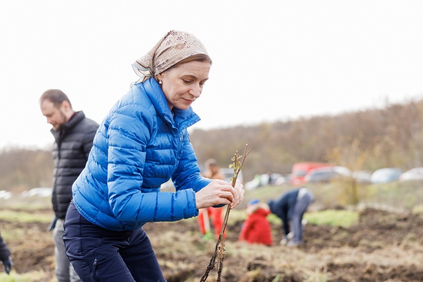 R. Moldova: Maia Sandu a plantat puieţi de salcâm şi frasin în satul Frumuşica - FOTO