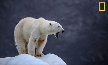 Un canadian sare la bătaie cu un urs polar pentru a-şi apăra soţia