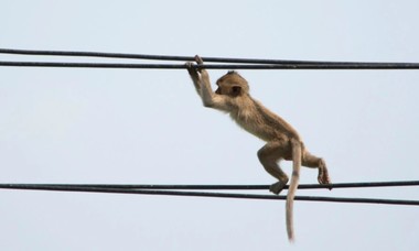 O maimuţă a lăsat fără curent electric întreaga insulă Sri Lanka