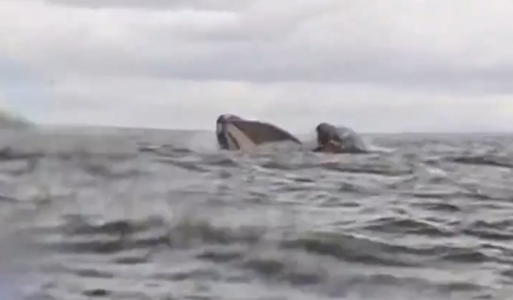 Caiacistul care a trăit aventura vieţii sale în largul Patagoniei povesteşte cum a fost în gura unei balene: “Am simţit o textură vâscoasă" / Explicaţiile unui specialist