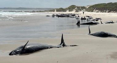 Peste 150 de balene au eşuat pe o plajă izolată din Australia / Aproximativ 90 dintre ele sunt în viaţă / Operaţiune dificilă pentru a salva cât mai multe dintre ele