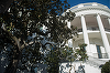 Trump anunţă că taie săptămâna aceasta celebra "Jackson Magnolia", plantată în 1829 la Casa Albă de fostul preşedinte Andrew Jackson în memoria soţiei sale, decedate chiar înainte să fie învestit. Va fi înlocuită cu ”alt arbore foarte drăguţ”