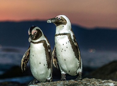 Secretarul pentru Comerţ al SUA explică de ce există tarife pentru insule locuite doar de pinguini
