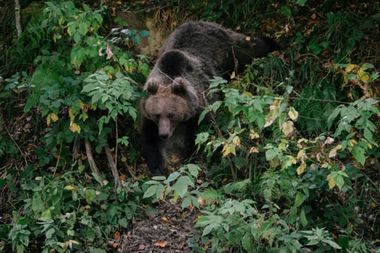 AFP: România anunţă o creştere mare a numărului urşilor. WWF are ”rezerve”