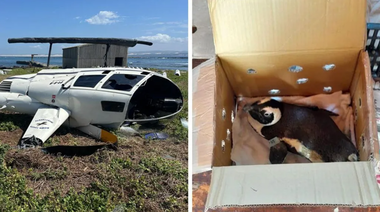 Un elicopter se prăbuşeşte în Africa de Sud, din cauza unui pinguin. ”Trump avea dreptate 100%. Aceşti pinguini sunt o problemă pentru securitatea mondială”, glumeşte un utilizator pe X. ”Acest război comercial degenerează rapid”